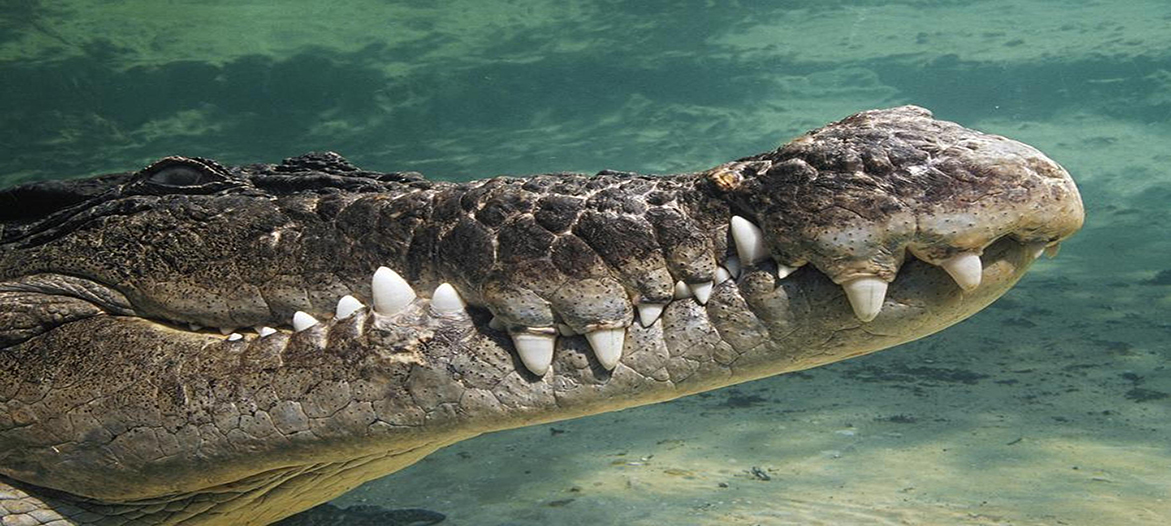 Crocodile Watching Tours