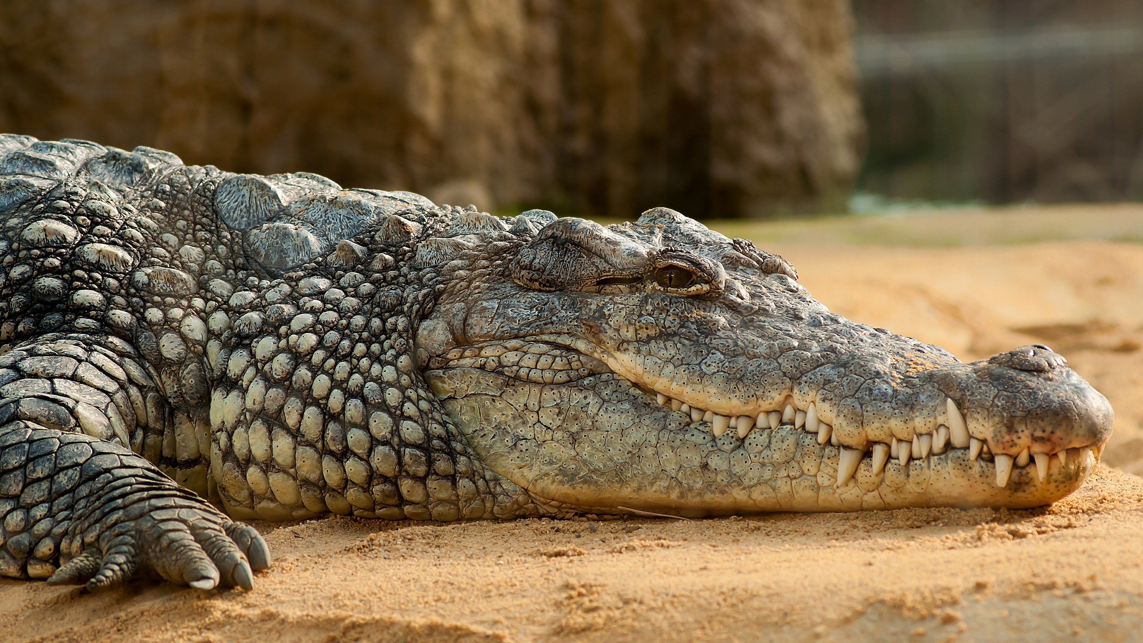 Crocodile Watching Tours